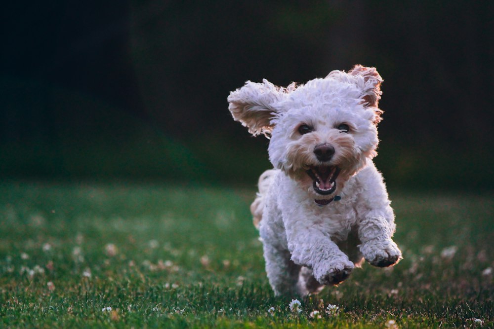 Fluffy white dog bounding across the grass